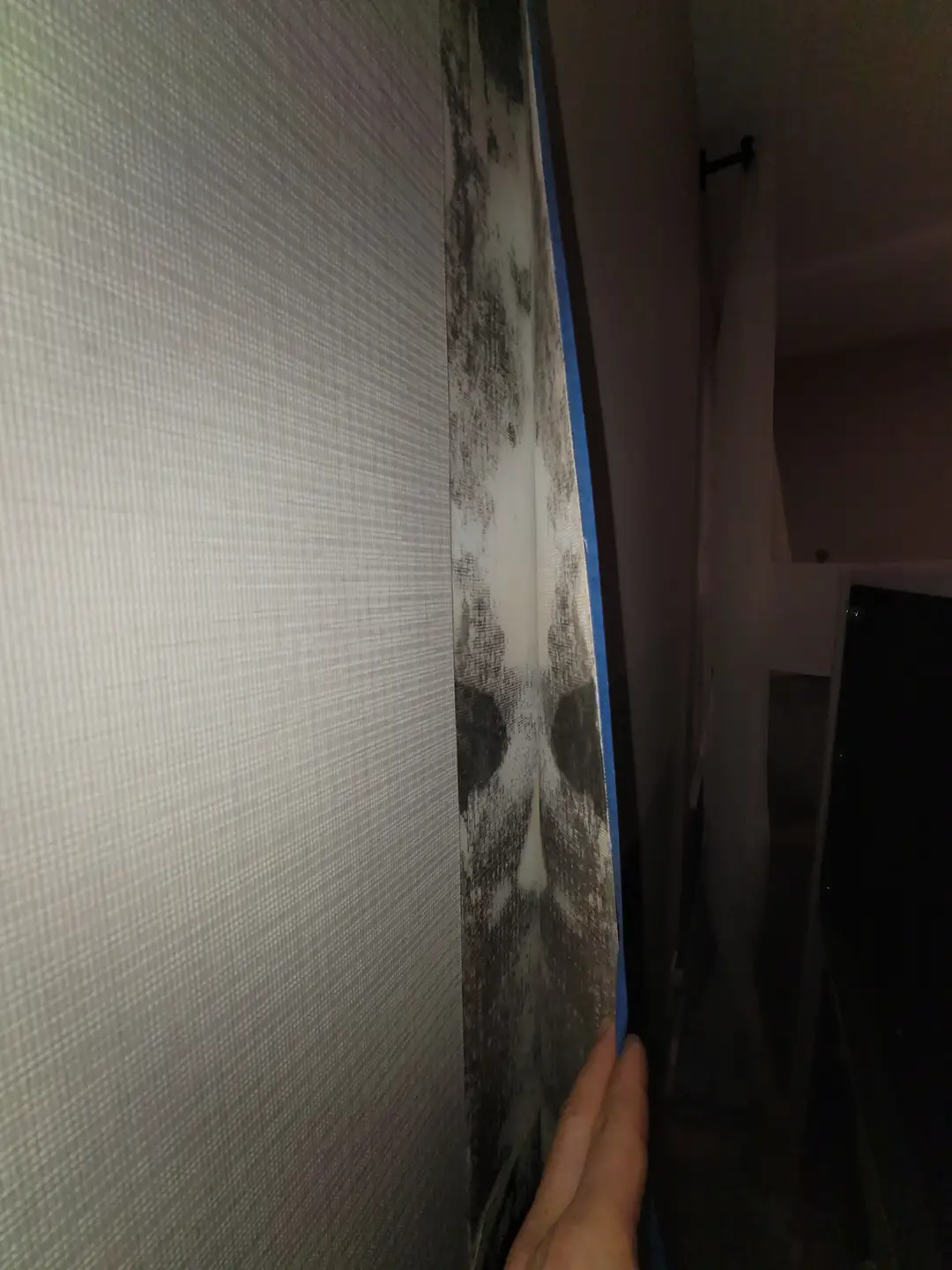 Hidden mold discovered during professional inspection in Miami home